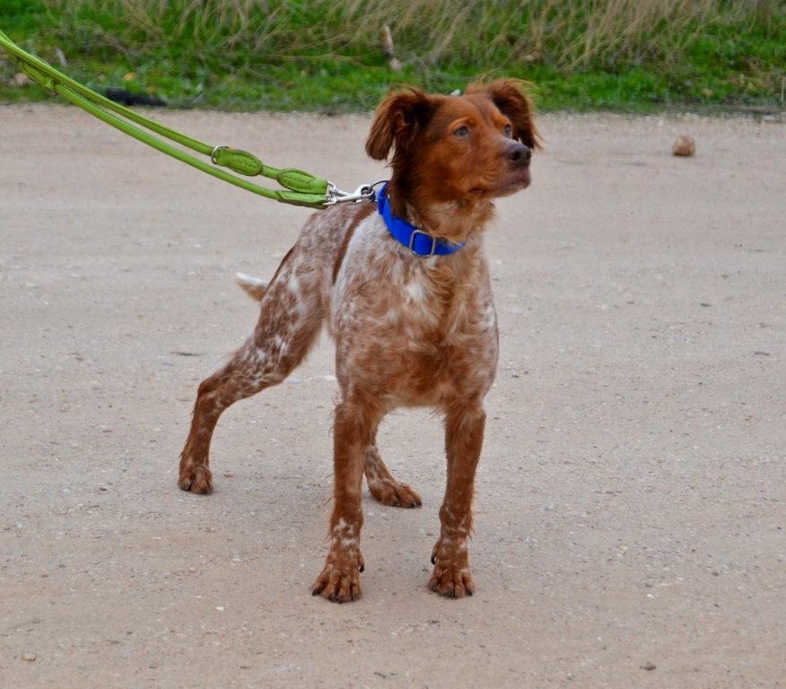 Photo de VALLE, un lévrier en attente d adoption