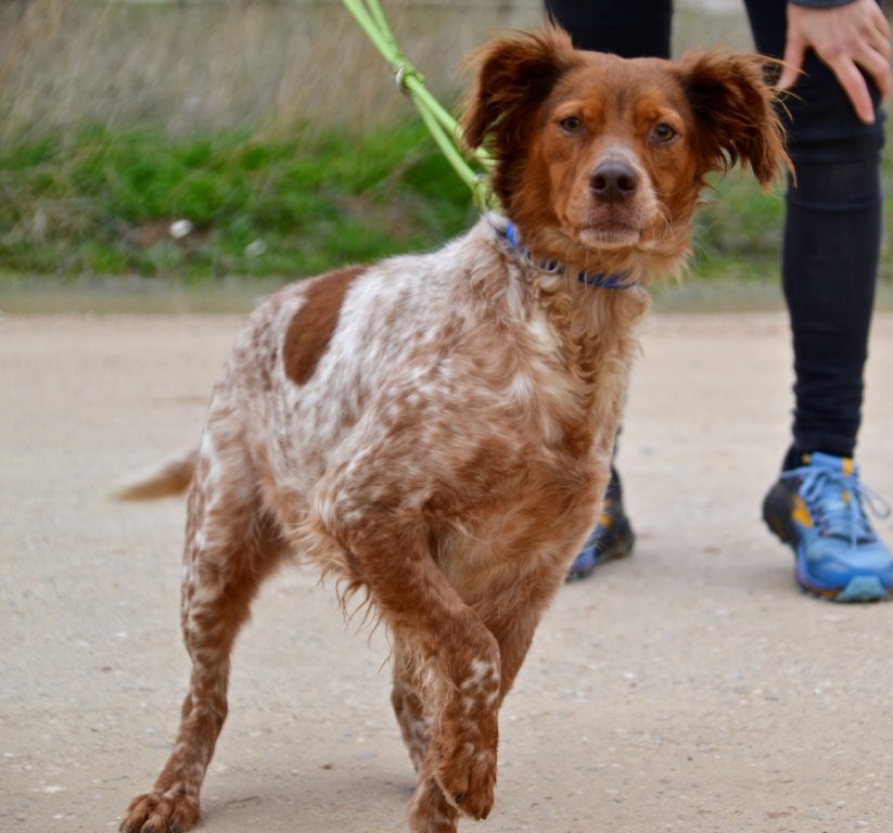 Photo de VALLE, un lévrier en attente d adoption