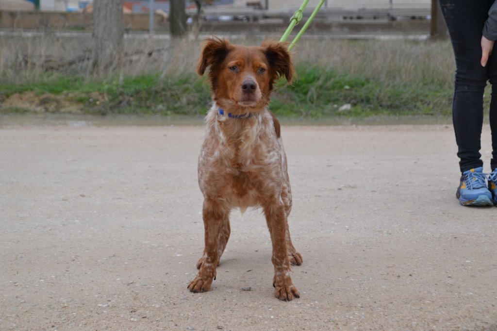 Photo de VALLE, un lévrier en attente d adoption