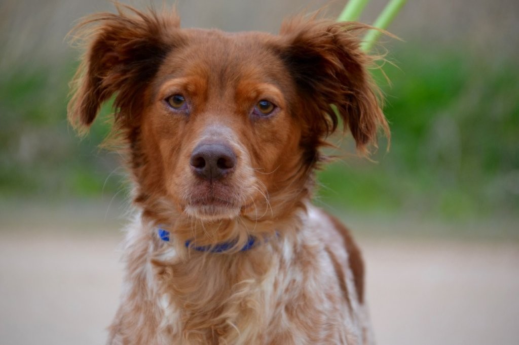 Photo de VALLE, un lévrier en attente d adoption
