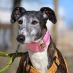 Photo de WANDA, un lévrier à adopté