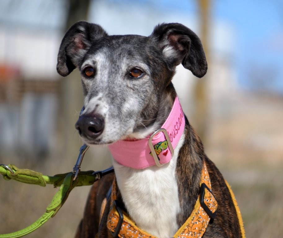 Photo de WANDA, un lévrier en attente d adoption