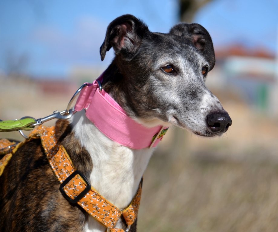 Photo de WANDA, un lévrier en attente d adoption