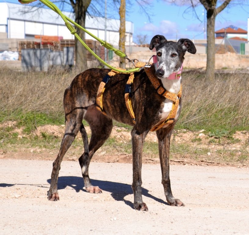 Photo de WANDA, un lévrier en attente d adoption