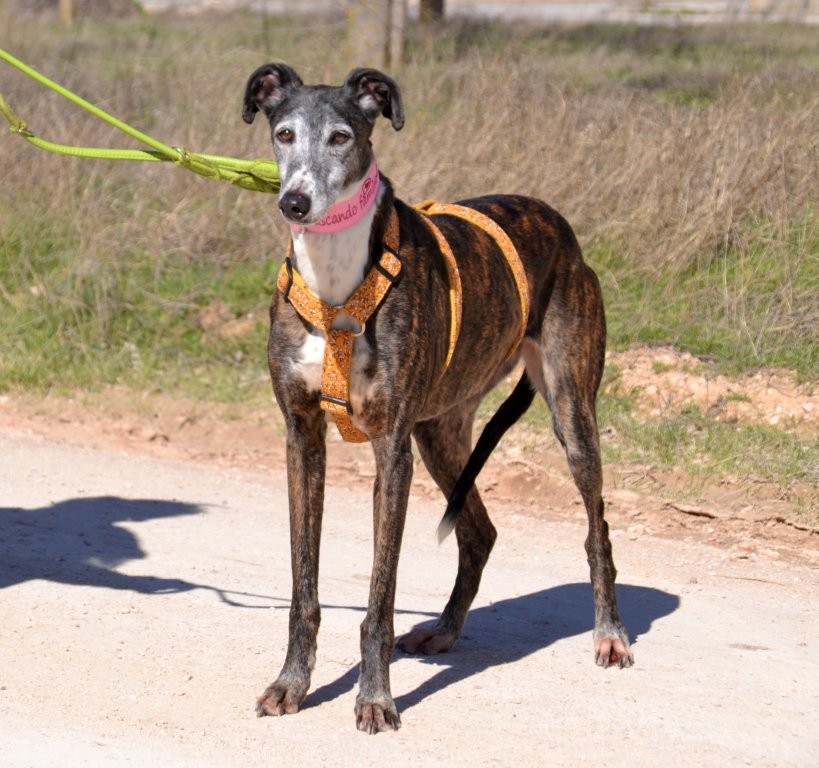 Photo de WANDA, un lévrier en attente d adoption