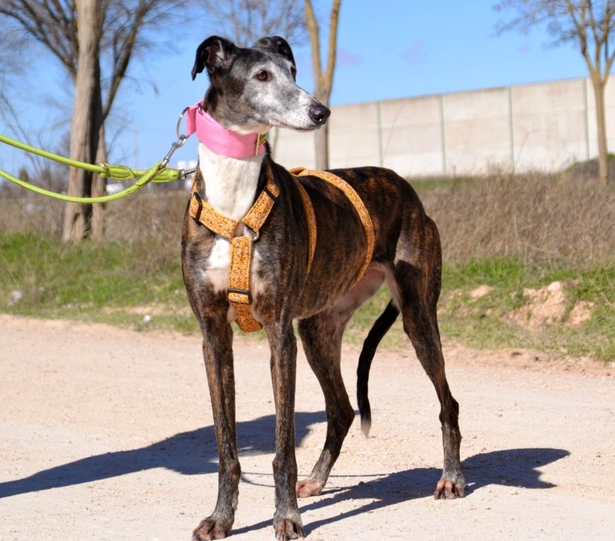 Photo de WANDA, un lévrier en attente d adoption