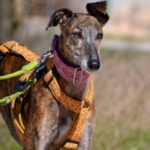 Photo de CHULA, un lévrier à adopté