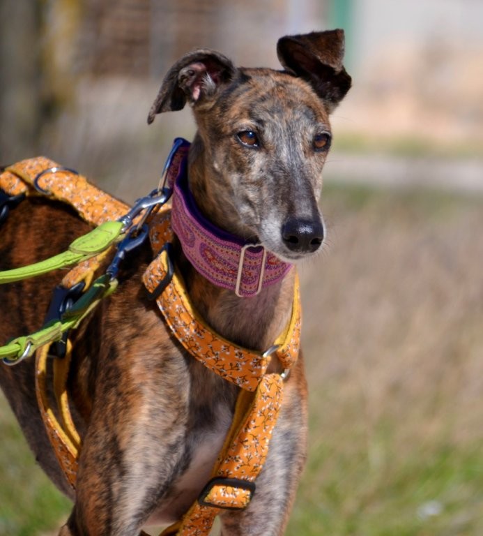 Photo de CHULA, un lévrier en attente d adoption