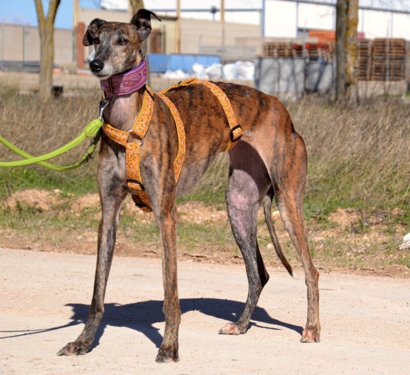 Photo de CHULA, un lévrier en attente d adoption