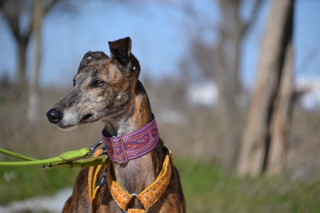 Photo de CHULA, un lévrier en attente d adoption
