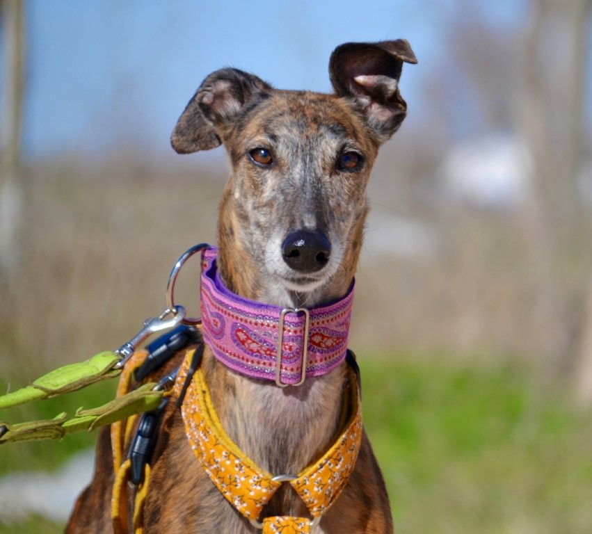 Photo de CHULA, un lévrier en attente d adoption