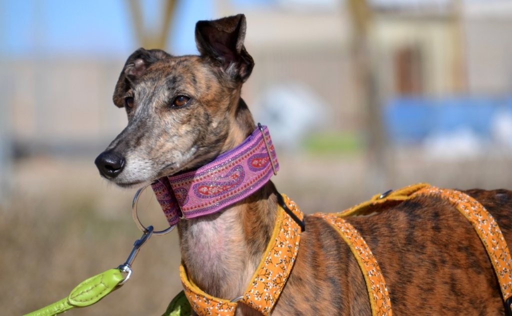 Photo de CHULA, un lévrier en attente d adoption