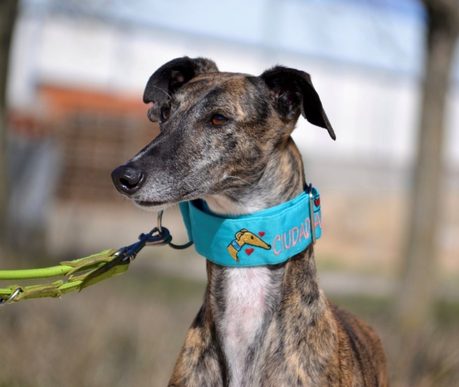 Photo de JARA, un lévrier en attente d adoption