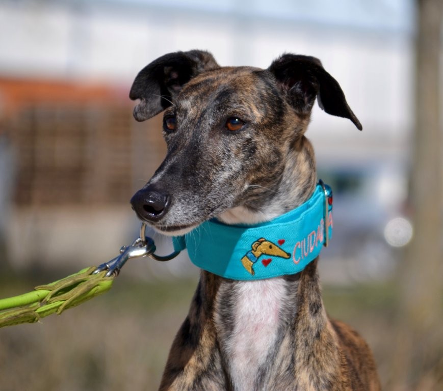 Photo de JARA, un lévrier en attente d adoption