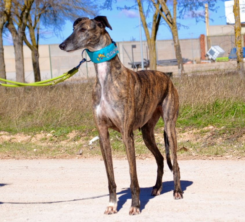 Photo de JARA, un lévrier en attente d adoption