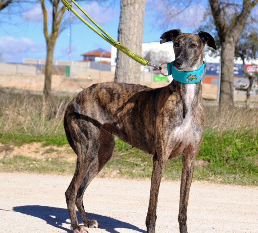 Photo de JARA, un lévrier en attente d adoption