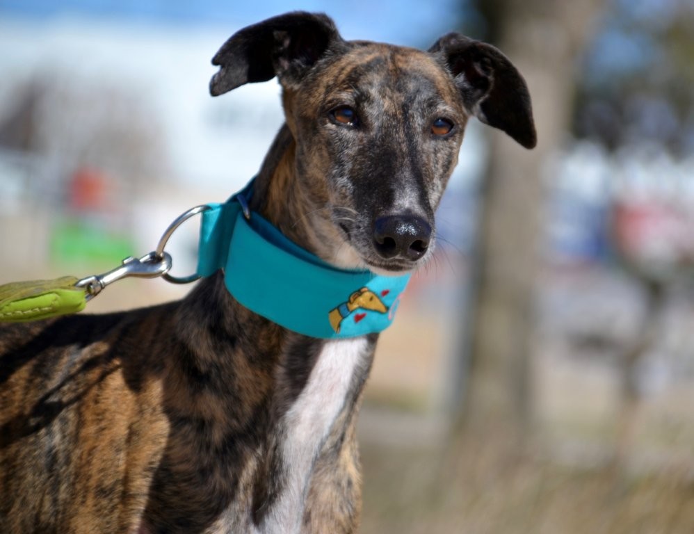 Photo de JARA, un lévrier en attente d adoption