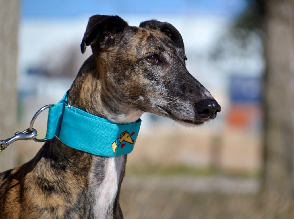 Photo de JARA, un lévrier en attente d adoption