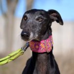 Photo de JOTA, un lévrier à adopté