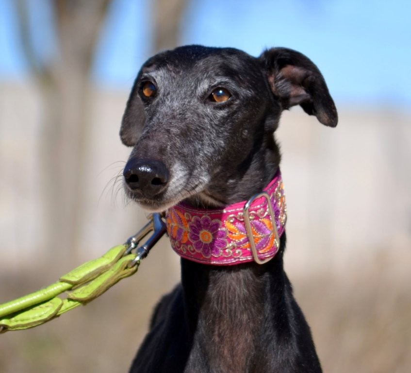 Photo de JOTA, un lévrier en attente d adoption