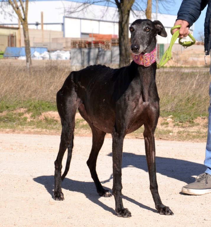 Photo de JOTA, un lévrier en attente d adoption