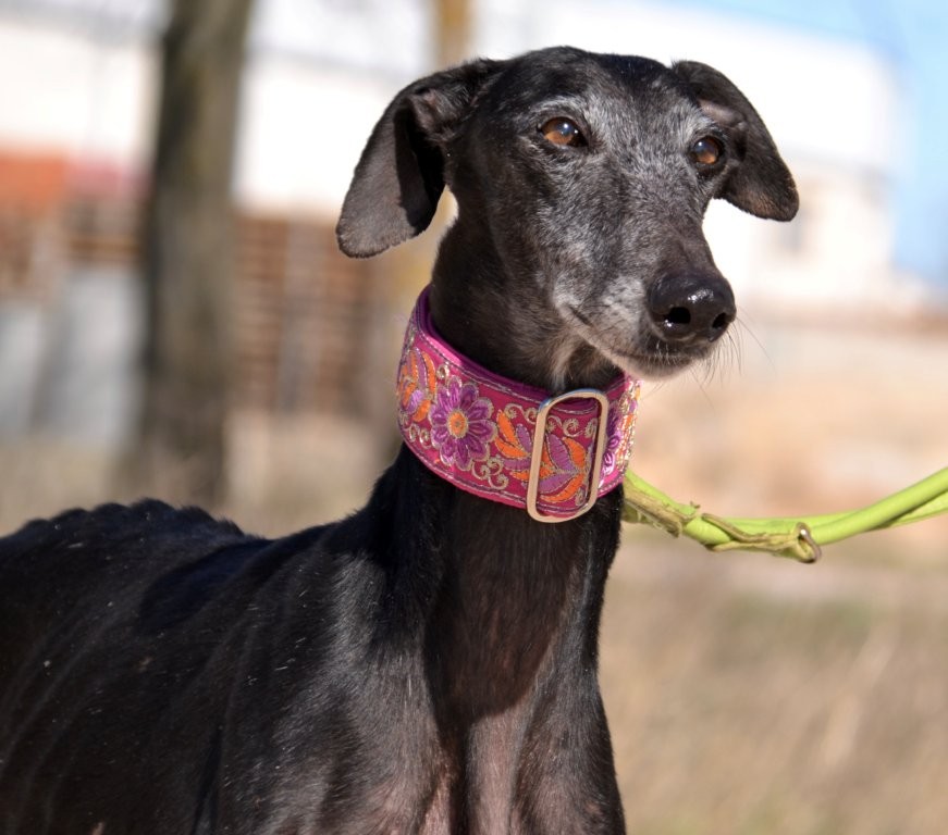 Photo de JOTA, un lévrier en attente d adoption