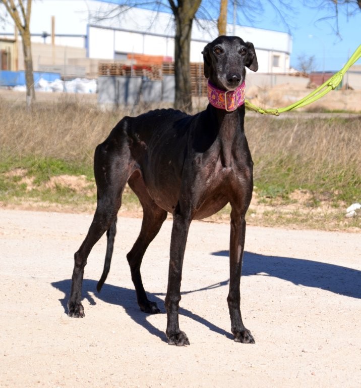 Photo de JOTA, un lévrier en attente d adoption