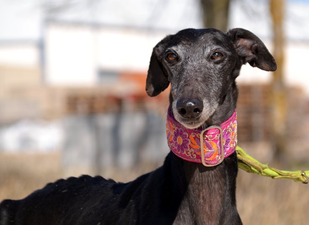 Photo de JOTA, un lévrier en attente d adoption