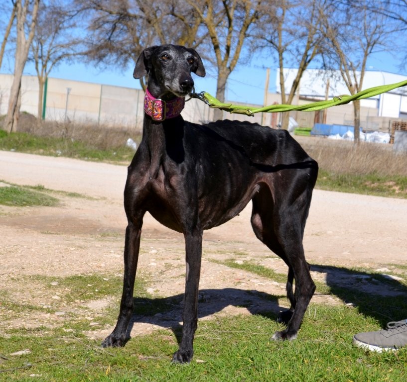 Photo de JOTA, un lévrier en attente d adoption
