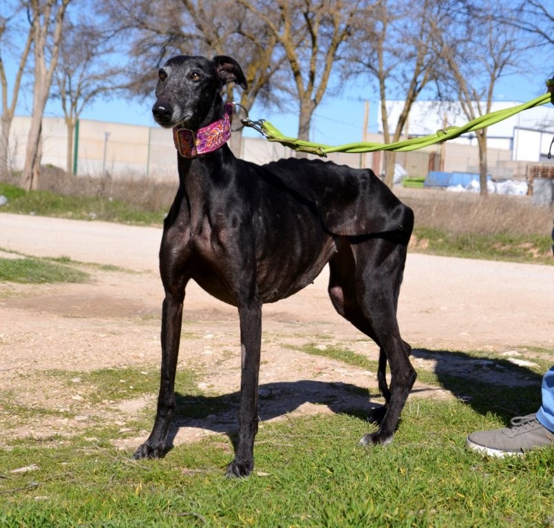 Photo de JOTA, un lévrier en attente d adoption