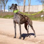 Photo de ULY, un lévrier à adopté