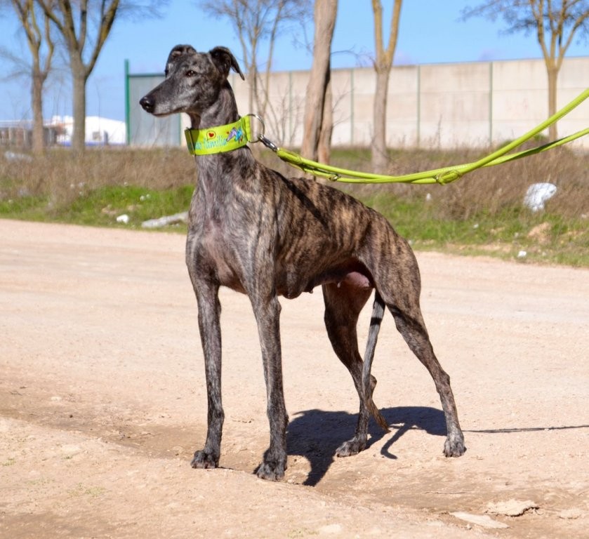 Photo de ULY, un lévrier en attente d adoption