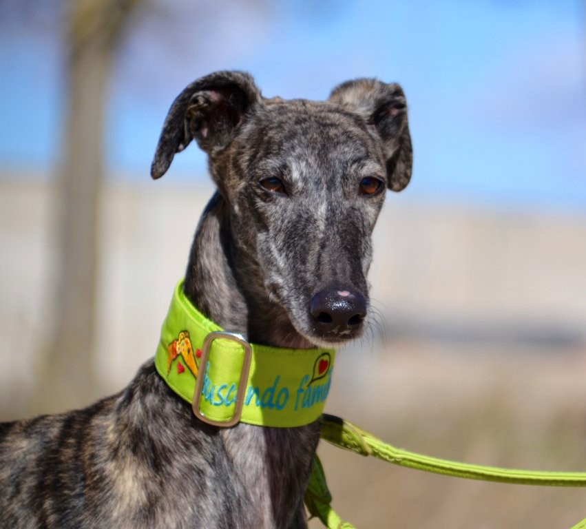 Photo de ULY, un lévrier en attente d adoption
