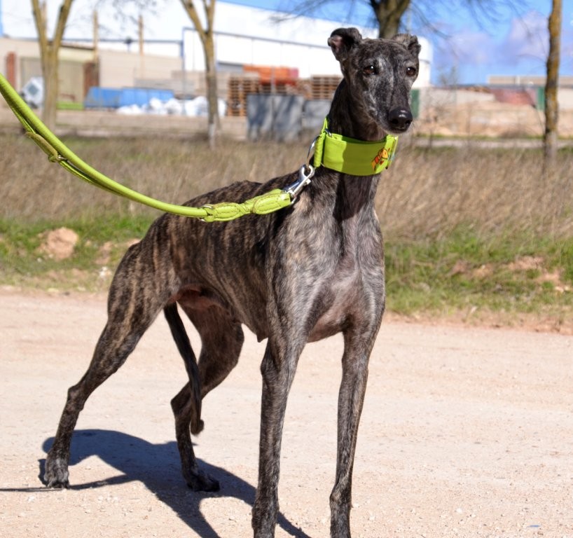 Photo de ULY, un lévrier en attente d adoption