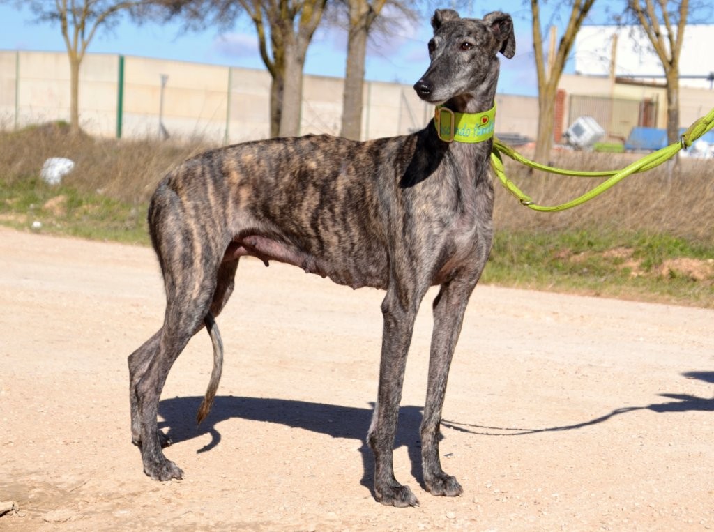 Photo de ULY, un lévrier en attente d adoption