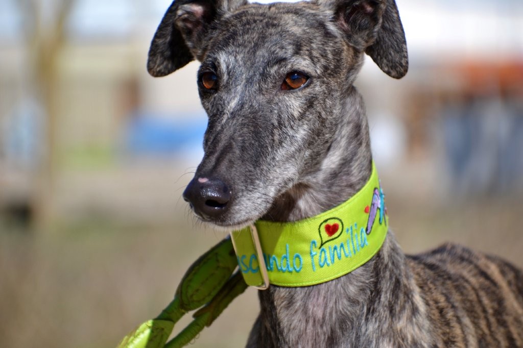 Photo de ULY, un lévrier en attente d adoption