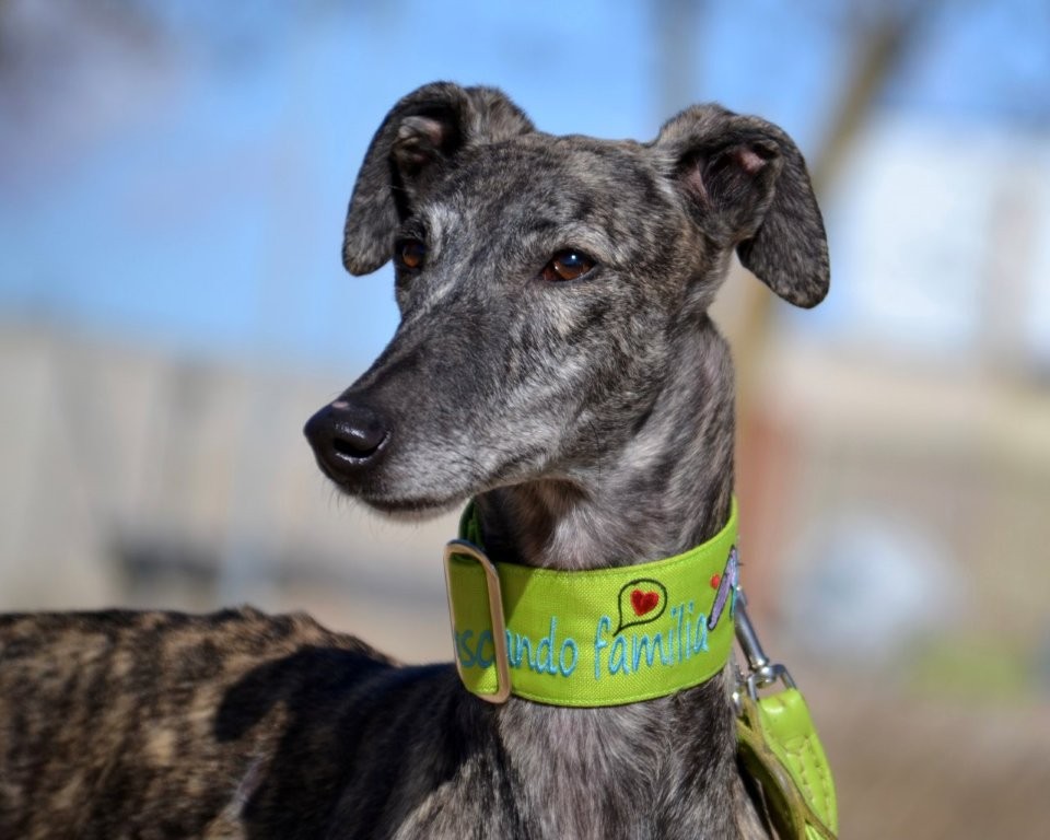 Photo de ULY, un lévrier en attente d adoption