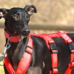 Photo de AZABACHE, un lévrier à adopté