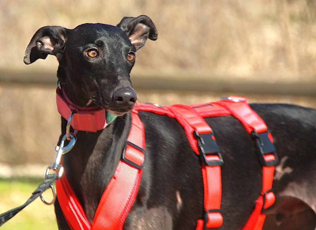 Photo de AZABACHE, un lévrier en attente d adoption