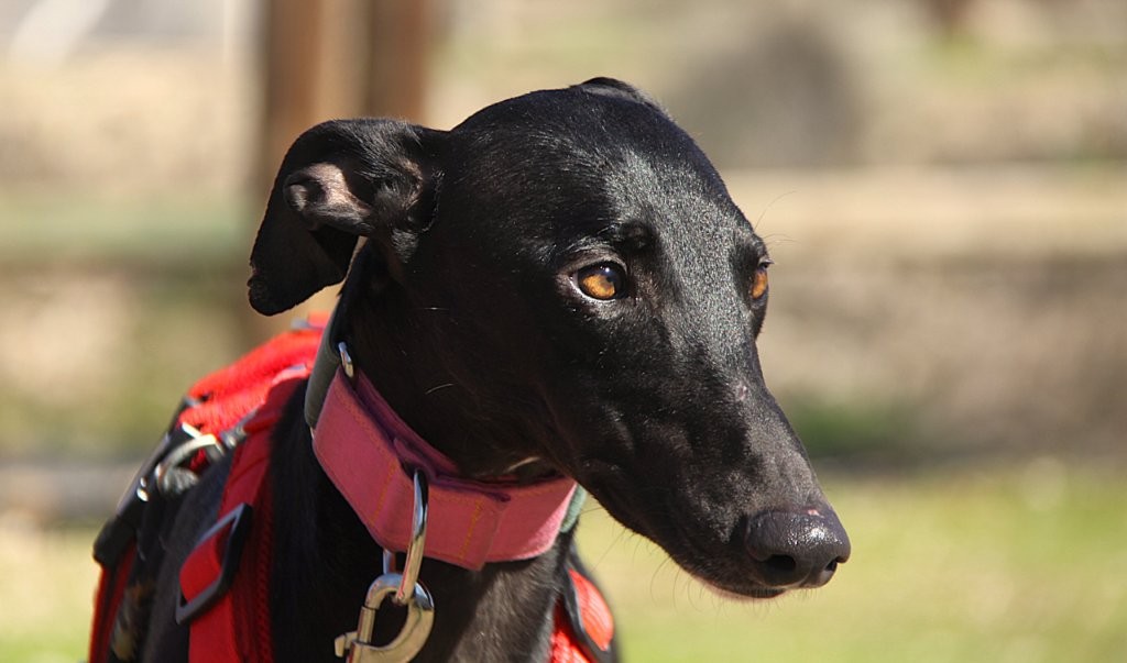 Photo de AZABACHE, un lévrier en attente d adoption