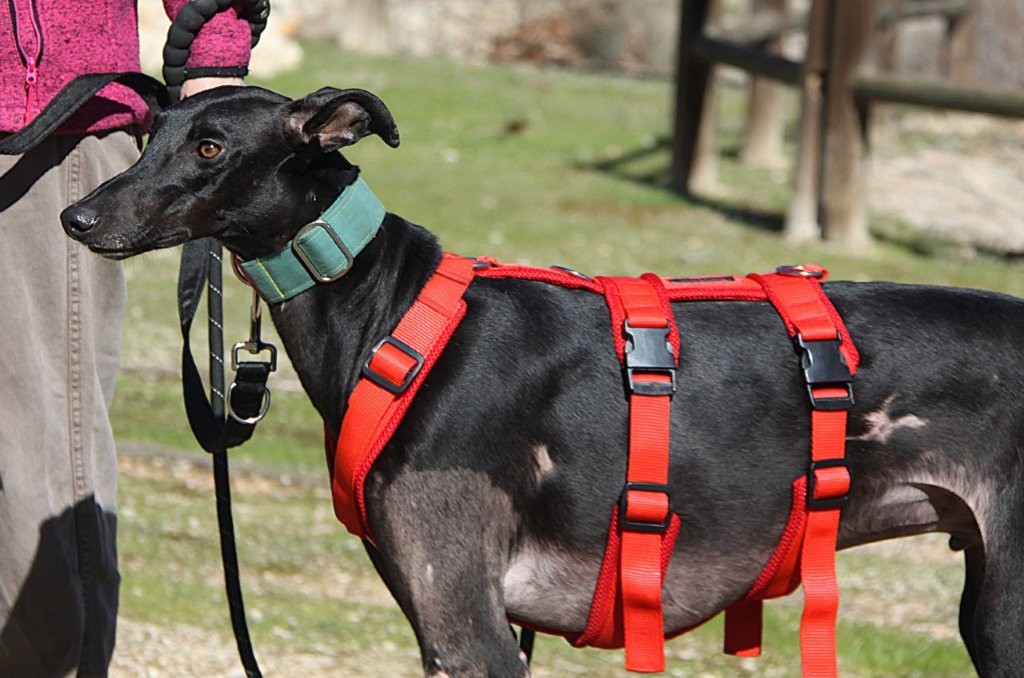 Photo de AZABACHE, un lévrier en attente d adoption