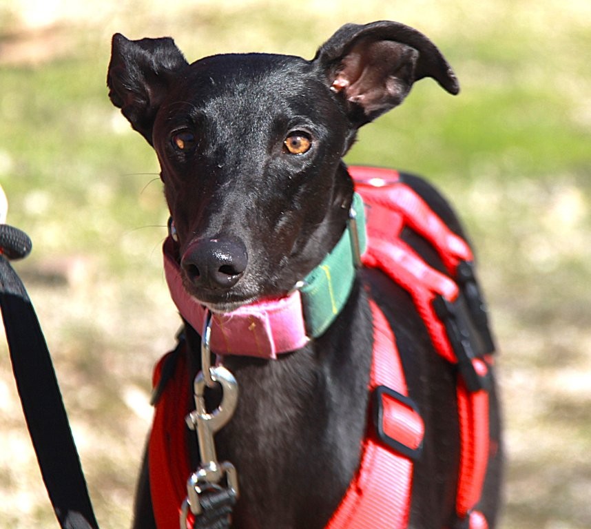 Photo de AZABACHE, un lévrier en attente d adoption