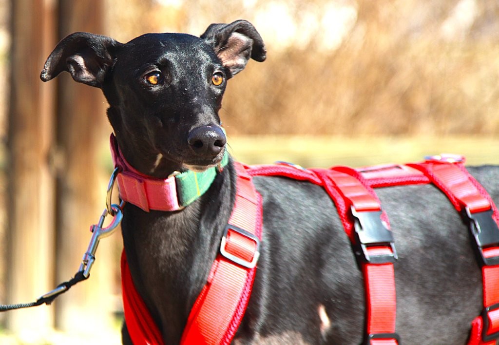 Photo de AZABACHE, un lévrier en attente d adoption