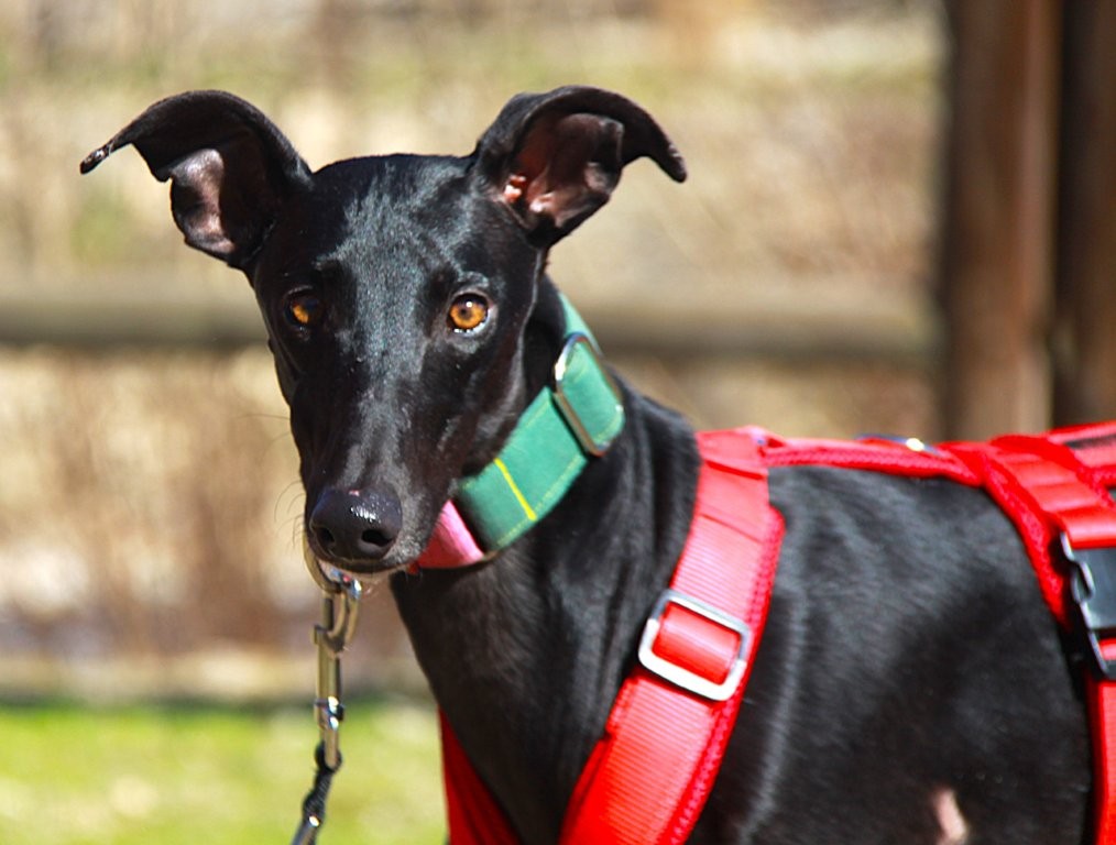 Photo de AZABACHE, un lévrier en attente d adoption
