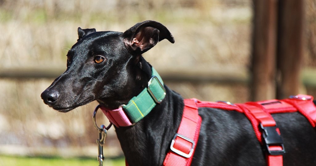 Photo de AZABACHE, un lévrier en attente d adoption
