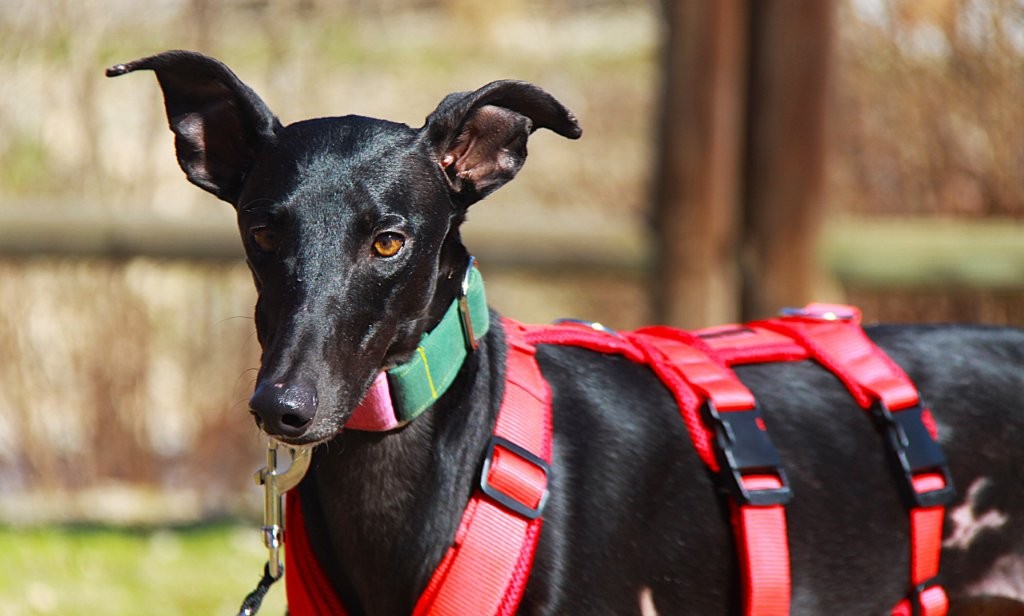 Photo de AZABACHE, un lévrier en attente d adoption