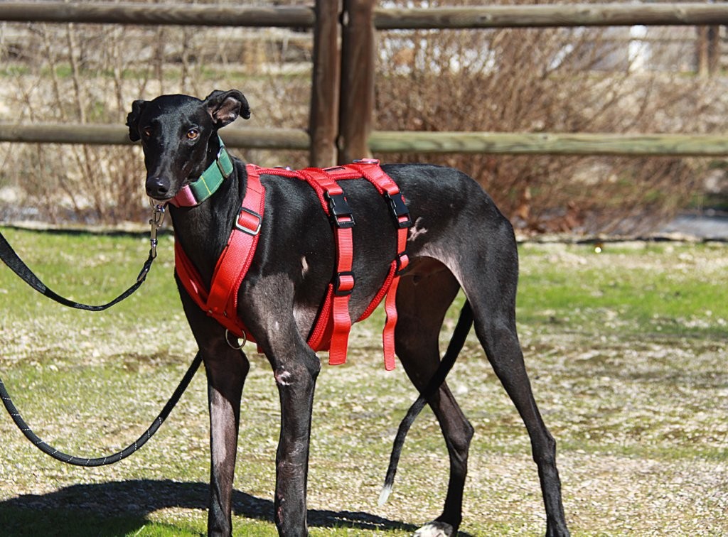 Photo de AZABACHE, un lévrier en attente d adoption