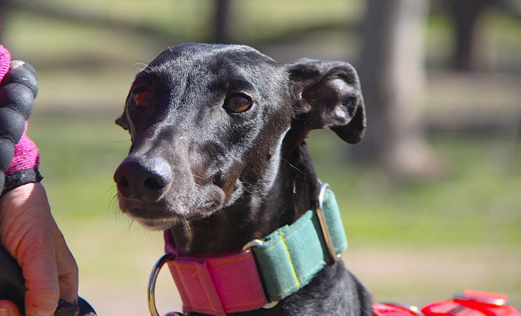 Photo de AZABACHE, un lévrier en attente d adoption