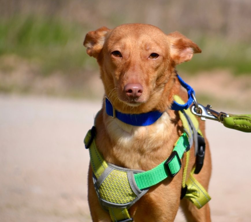 Photo de BELI, un lévrier en attente d adoption