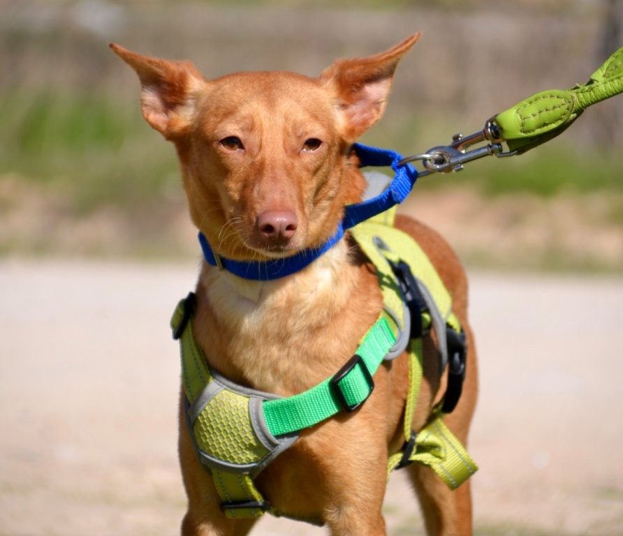 Photo de BELI, un lévrier en attente d adoption